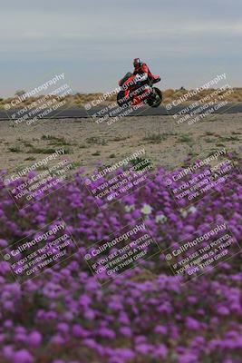 media/Jan-14-2023-SoCal Trackdays (Sat) [[497694156f]]/Turn 14 Exit Bloomig (145pm)/